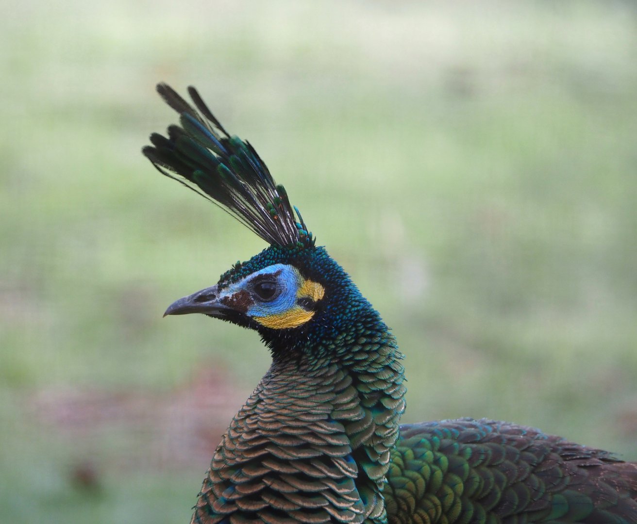 Green peafowl (Pavo muticus), 2021-12-22