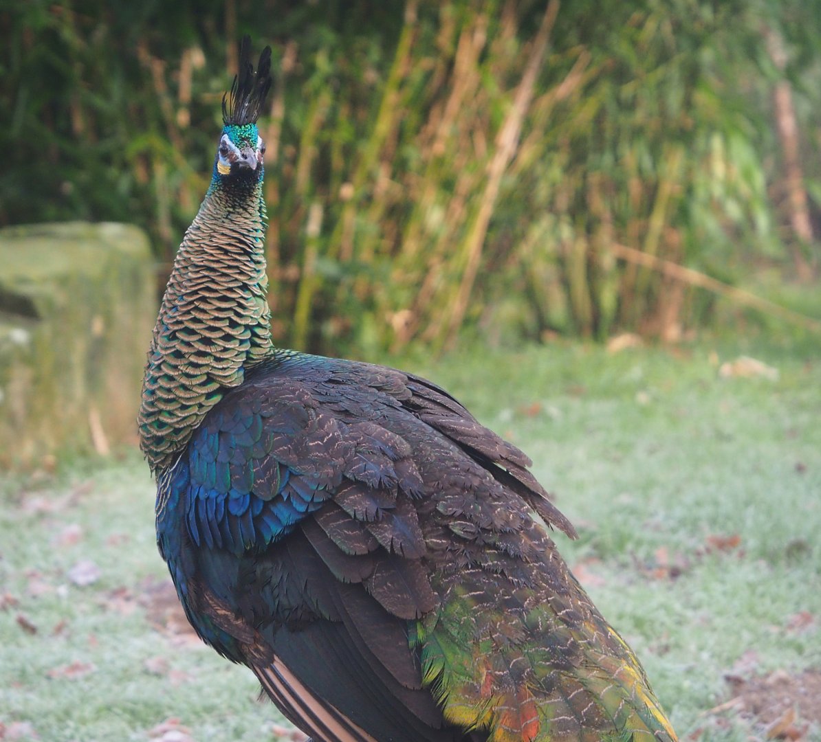 Green peafowl (Pavo muticus), 2021-12-22