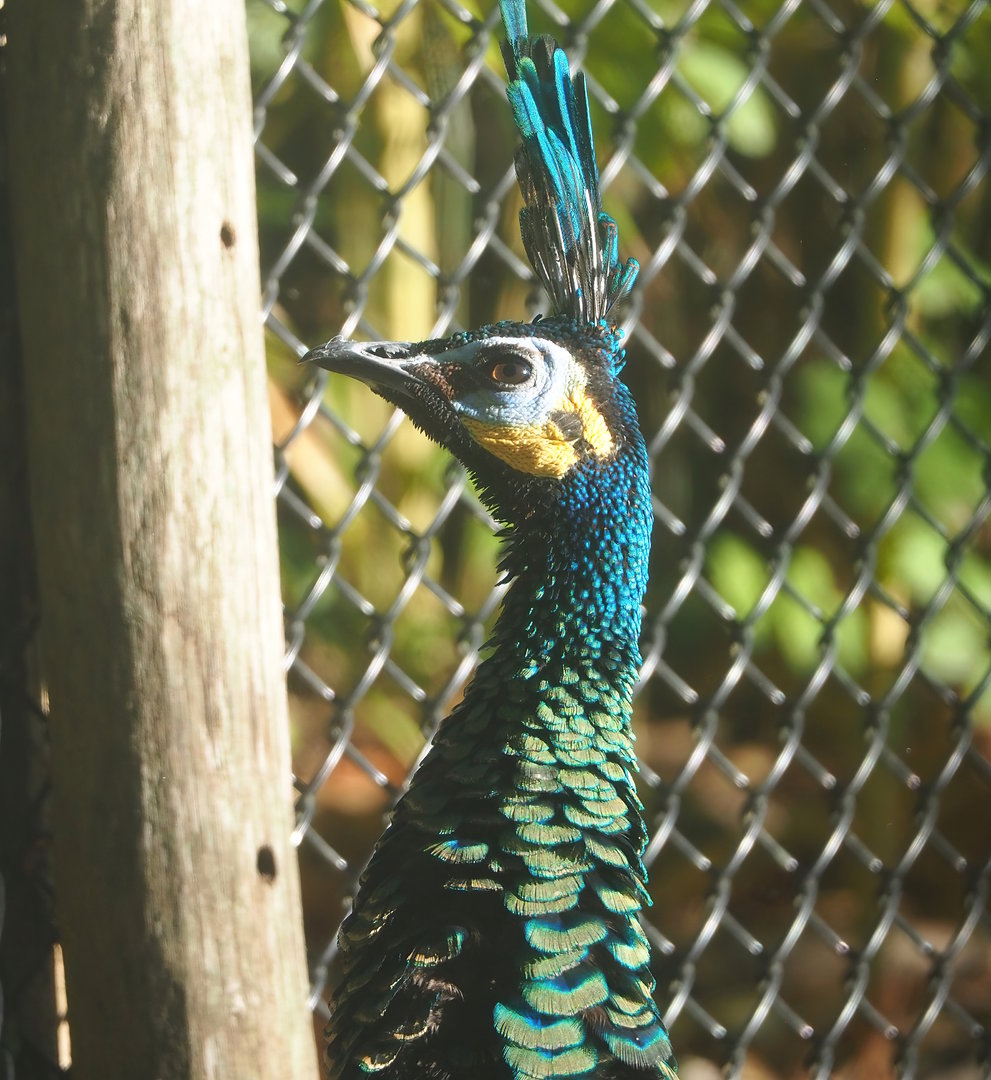 Green peafowl (Pavo muticus), 2022-09-12
