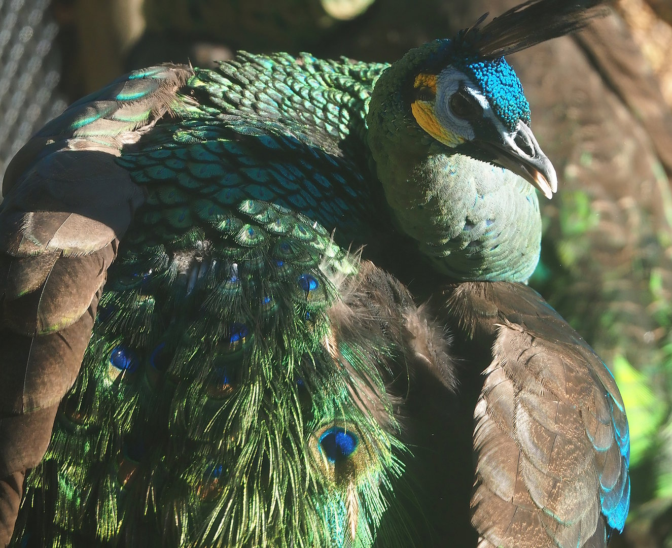Green peafowl (Pavo muticus), 2022-09-12