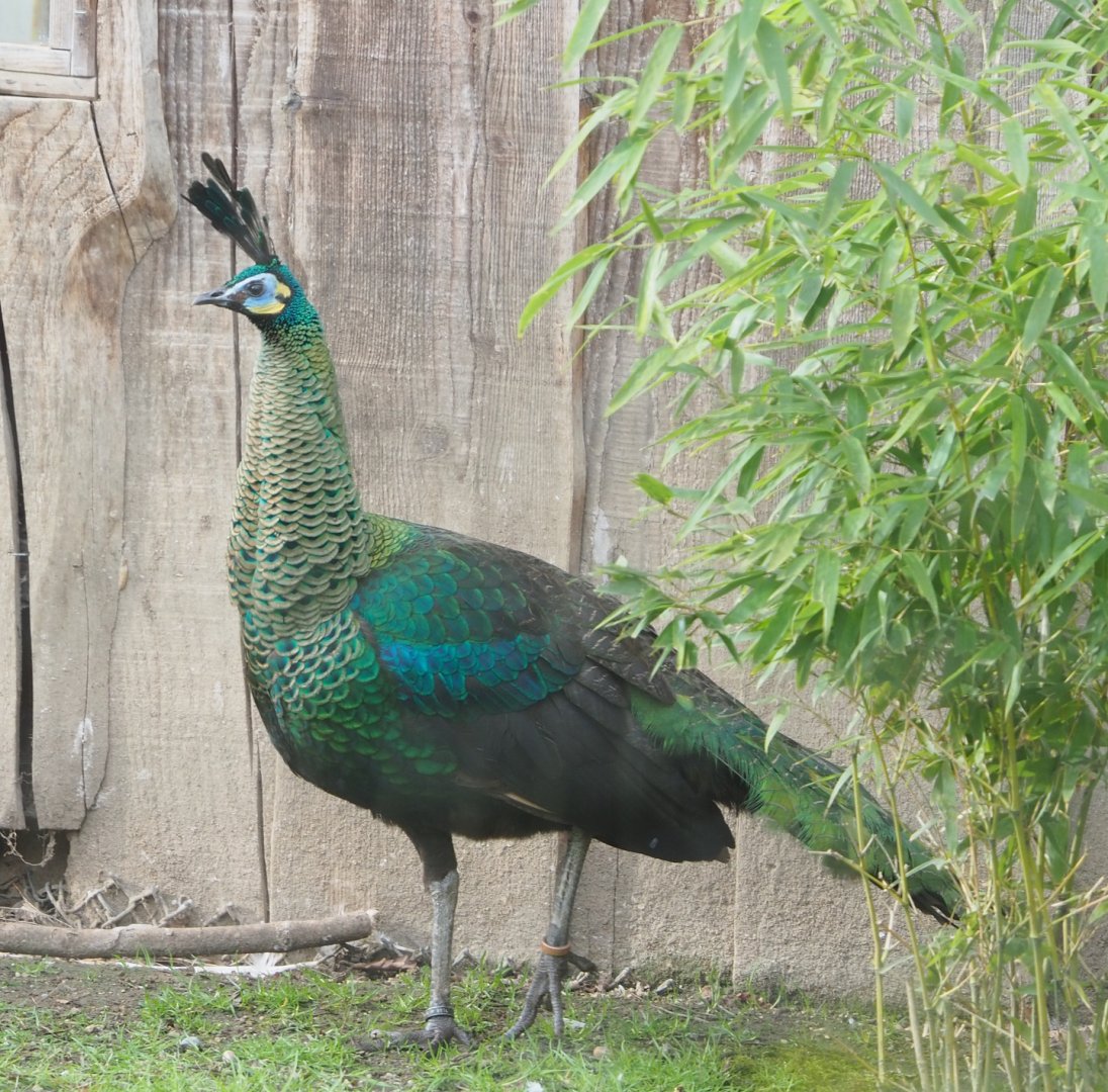 Green peafowl (Pavo muticus), 2023-03-28