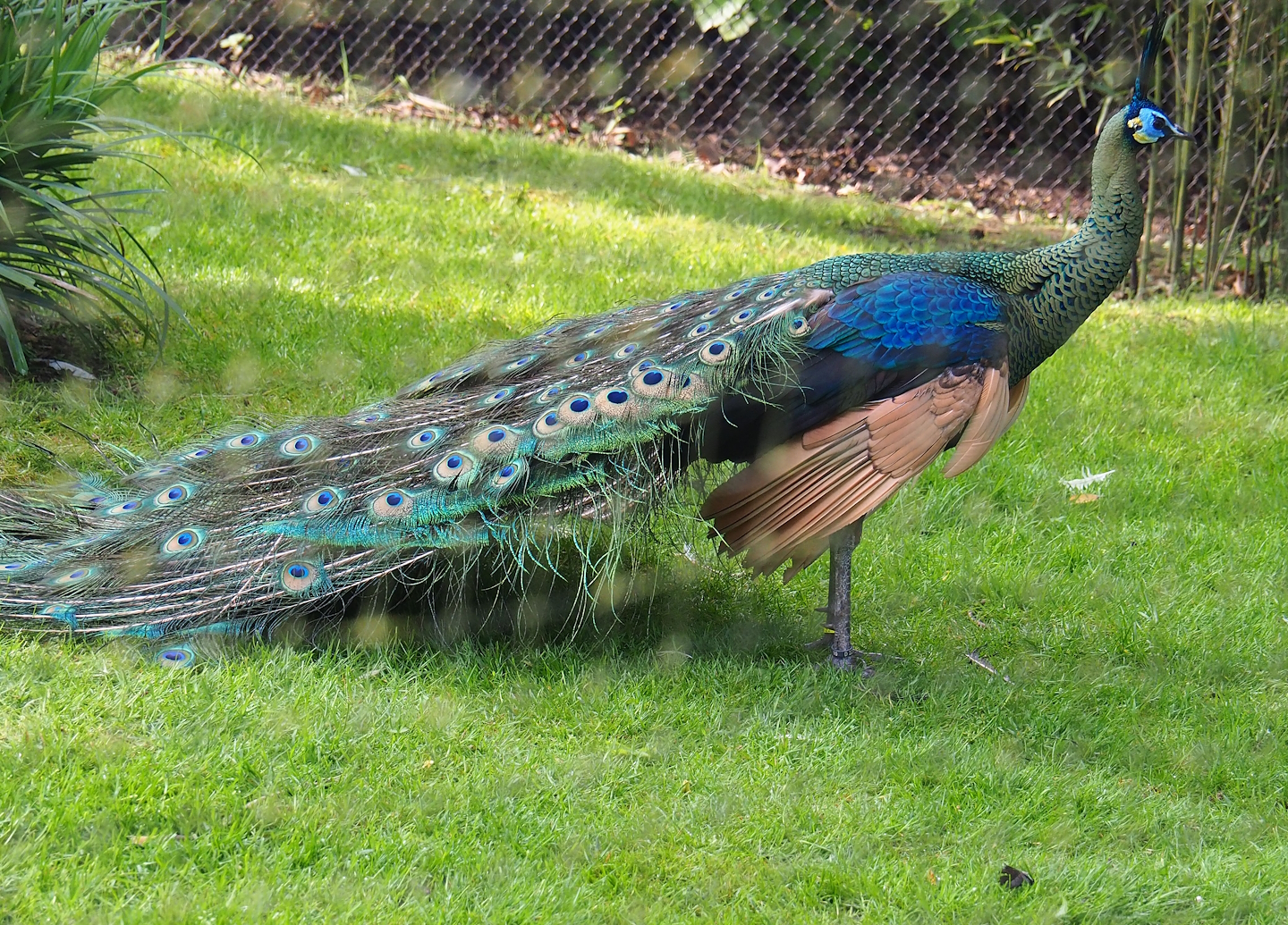 Green peafowl (Pavo muticus), 2023-05-13