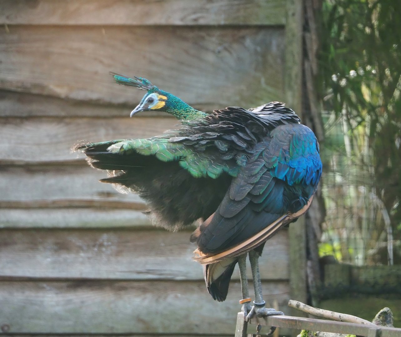 Green peafowl (Pavo muticus), 2023-09-19