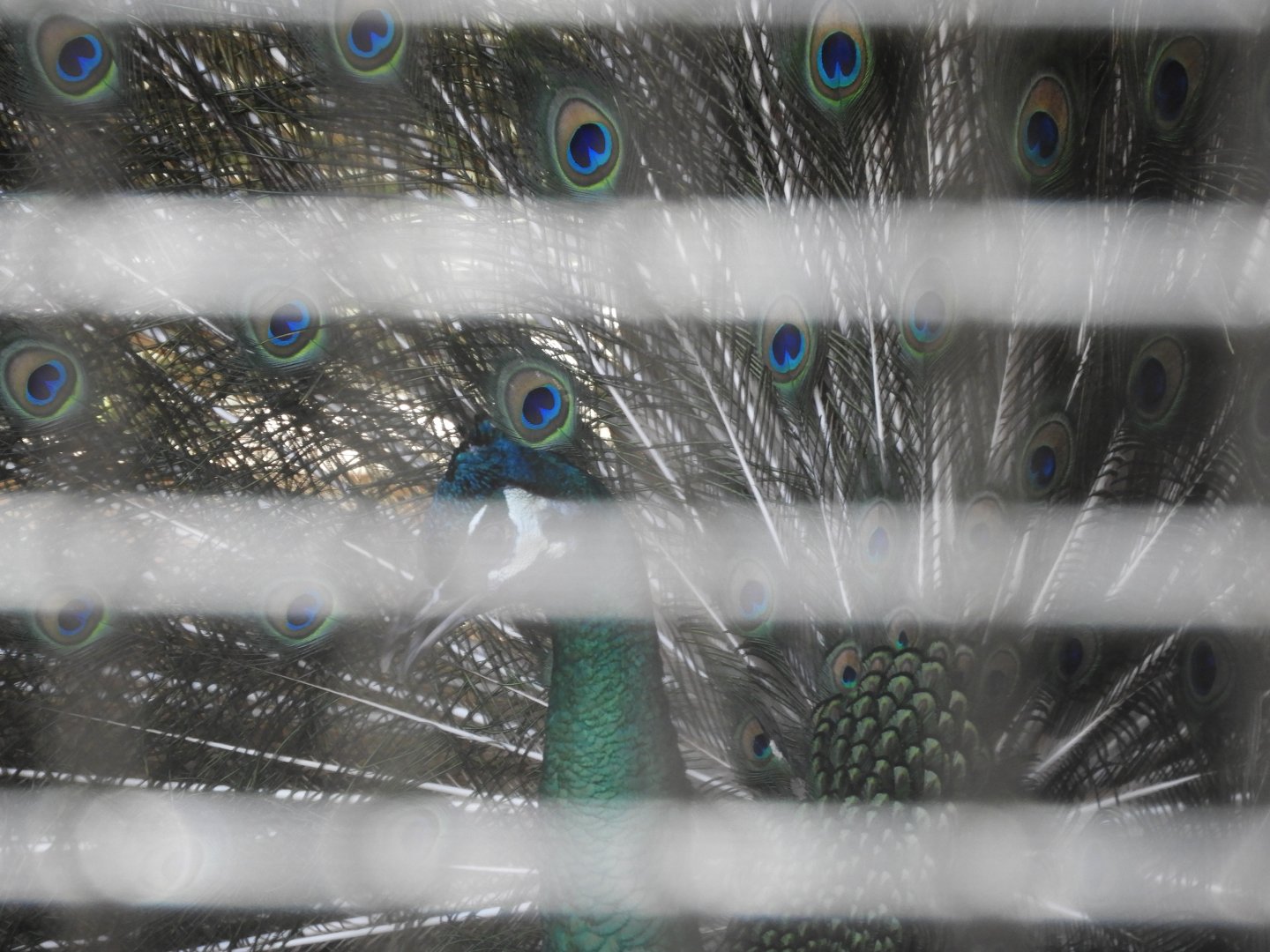 Green Peafowl (Pavo muticus) male displaying