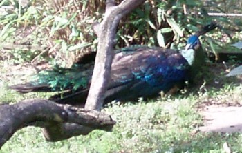 Green Peafowl (Pavo muticus)