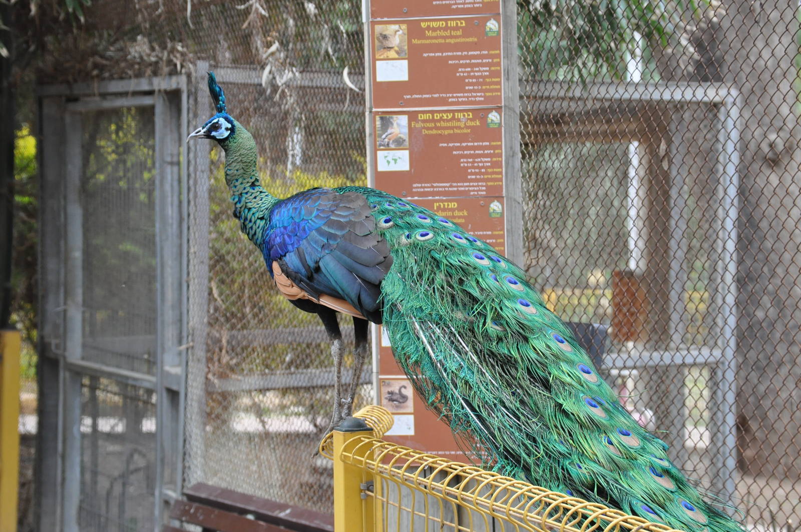Green peafowl/ Pavo muticus