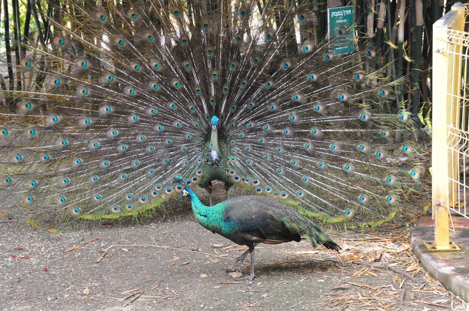 Green peafowl/ Pavo muticus