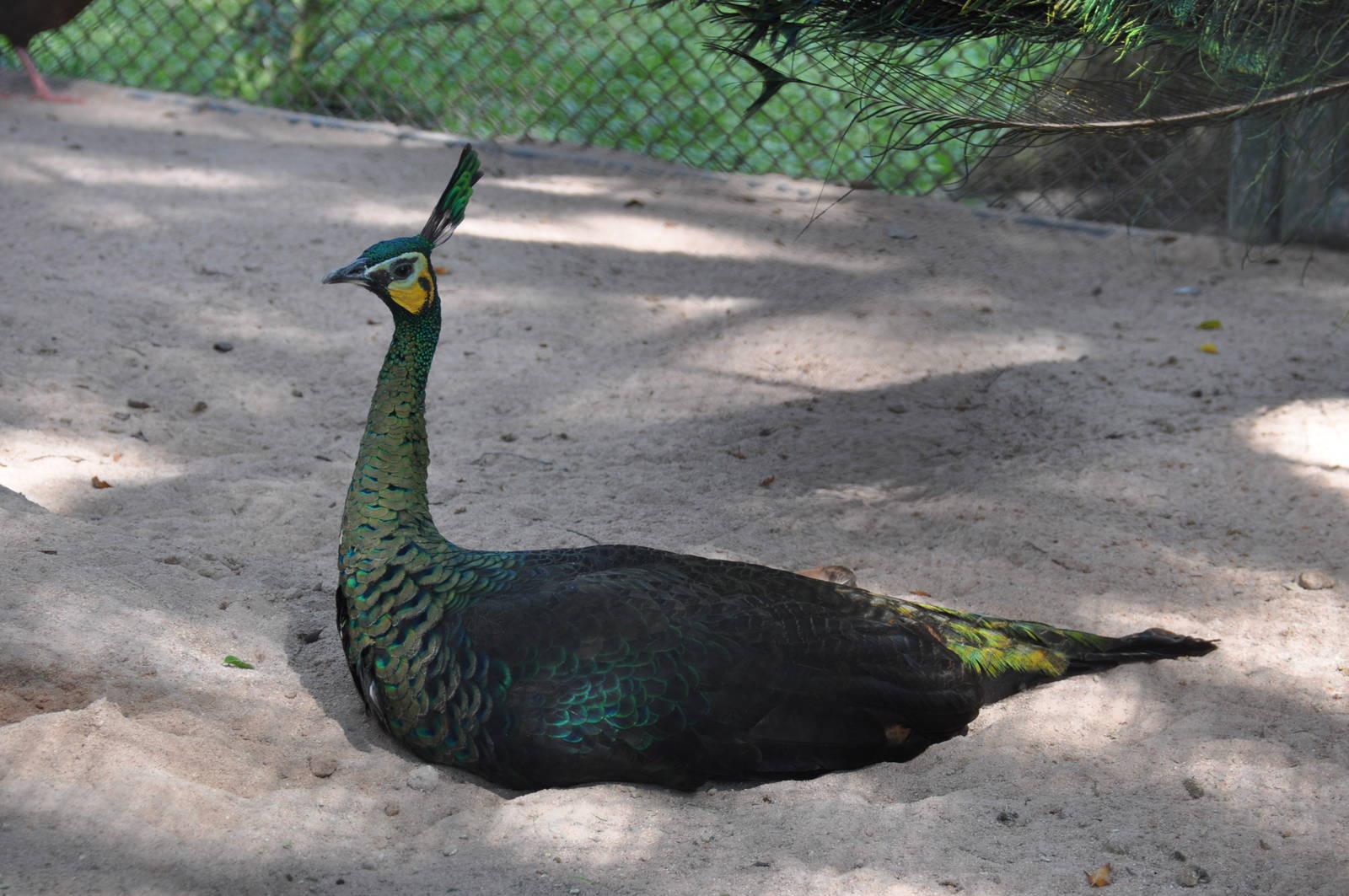 Green peafowl/ Pavo muticus