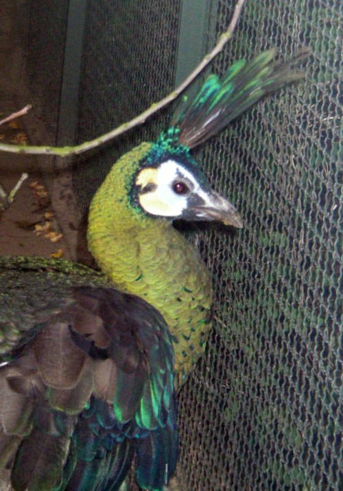 Green Peafowl (Pavo muticus)