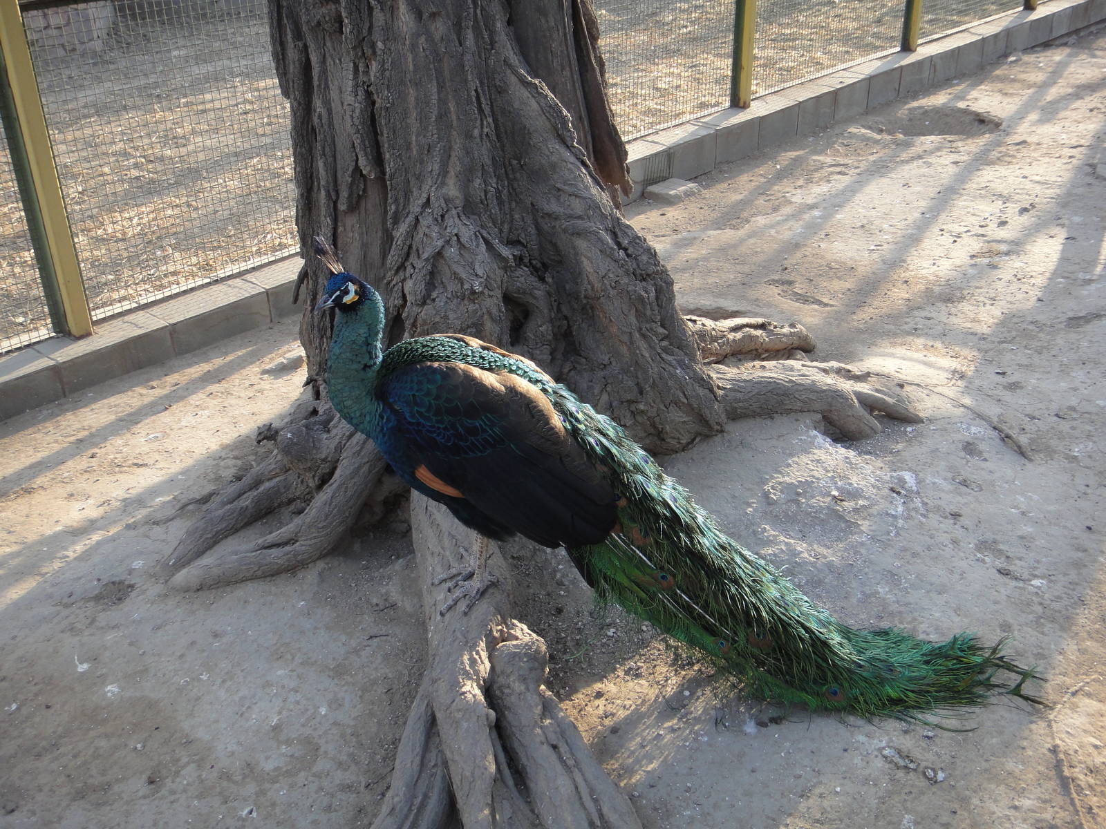 Green Peafowl (Pavo muticus)
