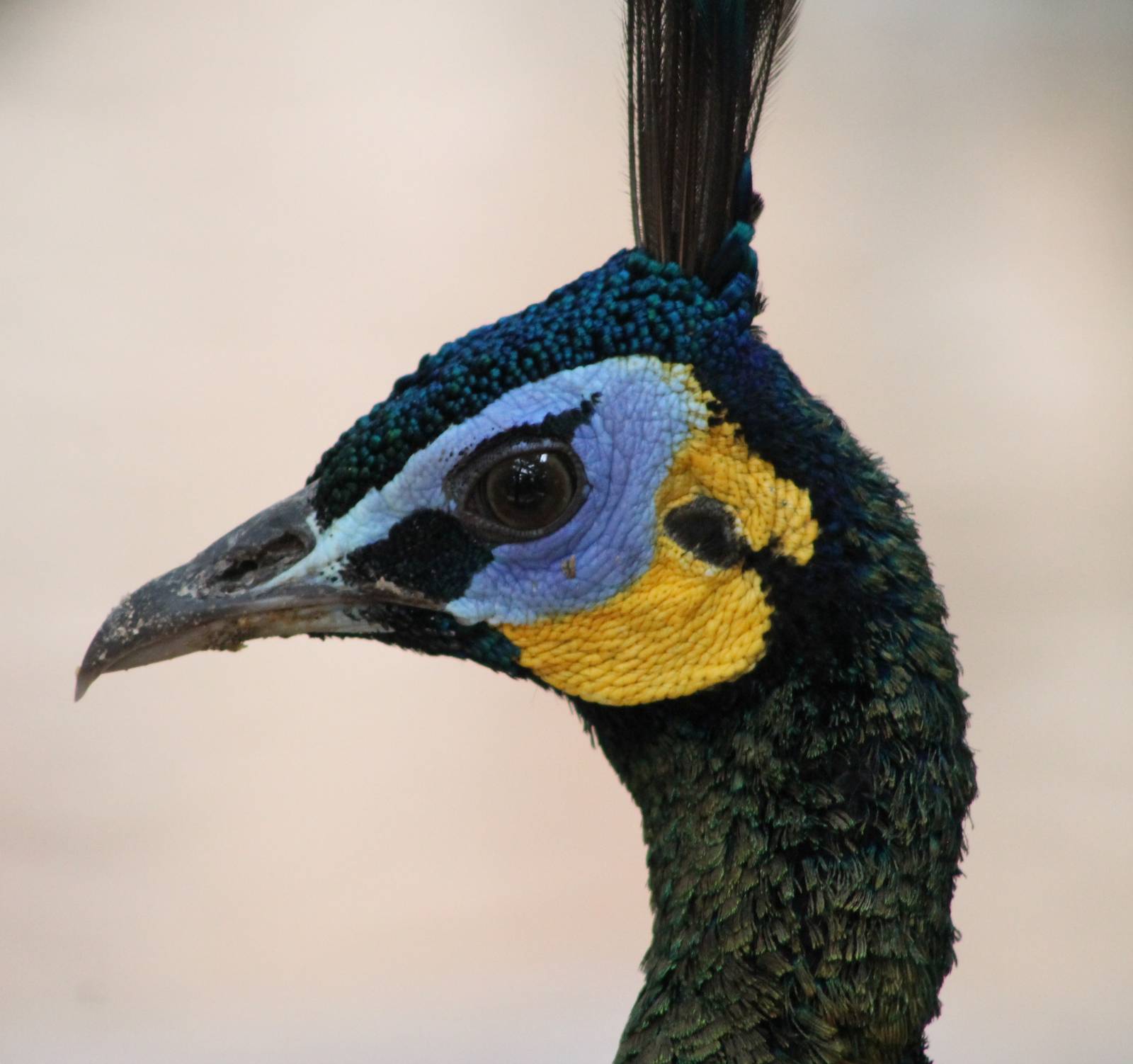 green peafowl (Pavo muticus)