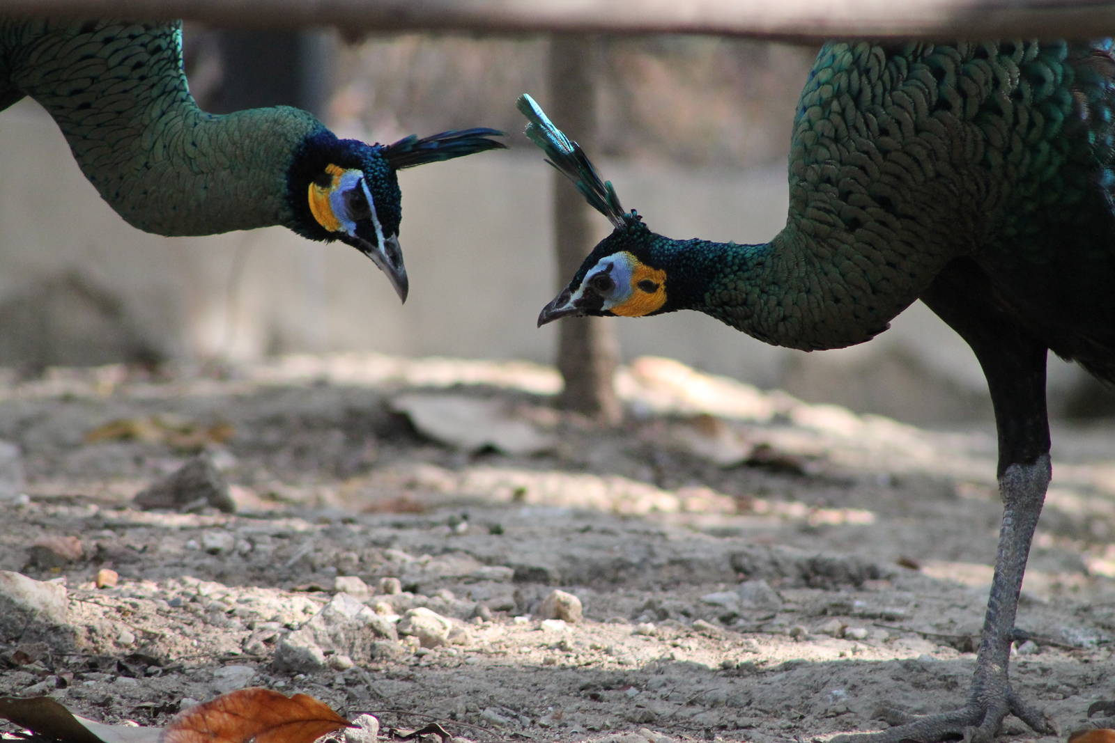 Green Peafowl (Pavo muticus)