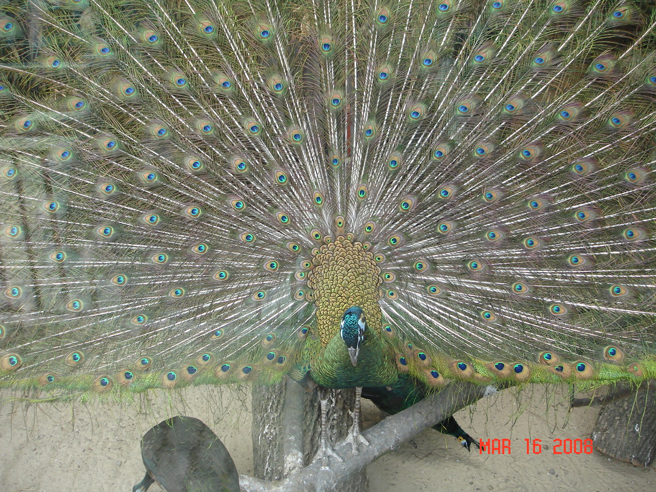 Green Peafowl - Pavo muticus
