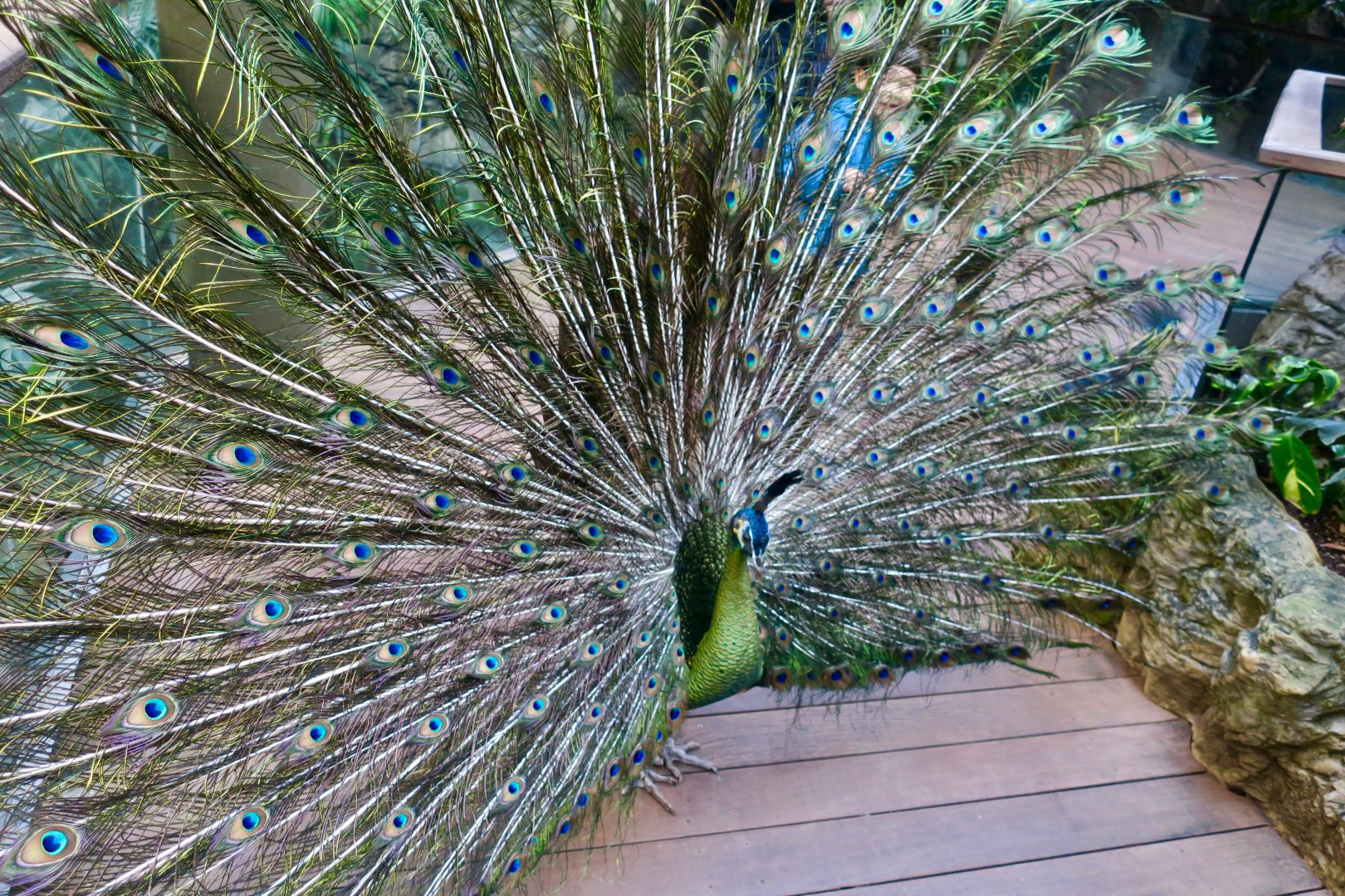 Green Peafowl (Pavo muticus)