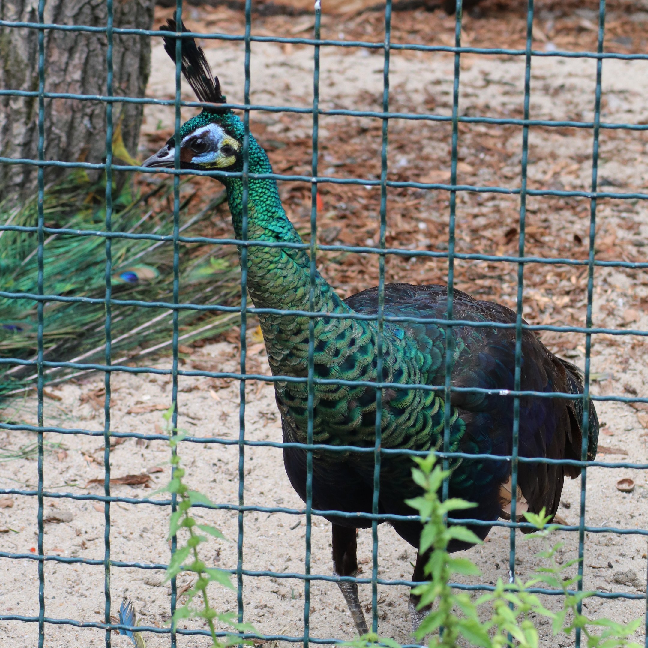 Green peafowl (Pavo muticus)
