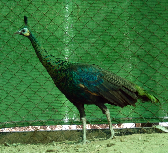 Green peafowl (Pavo muticus)