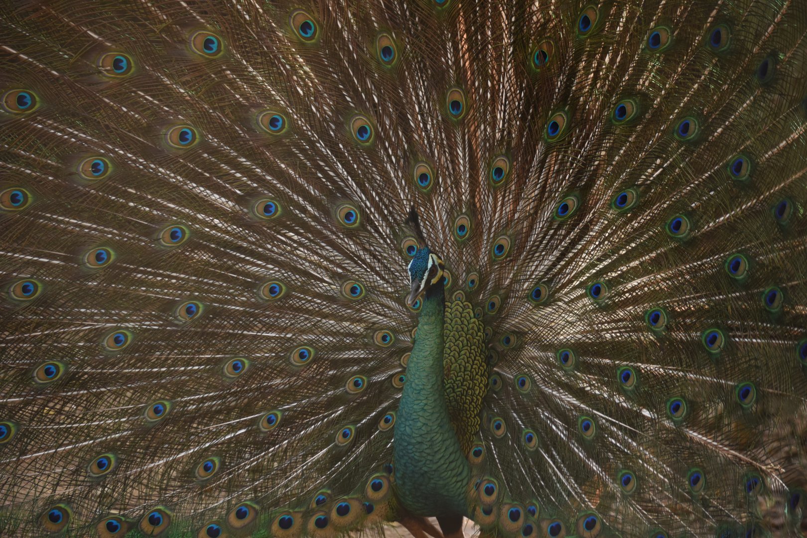 Green peafowl (Pavo muticus)