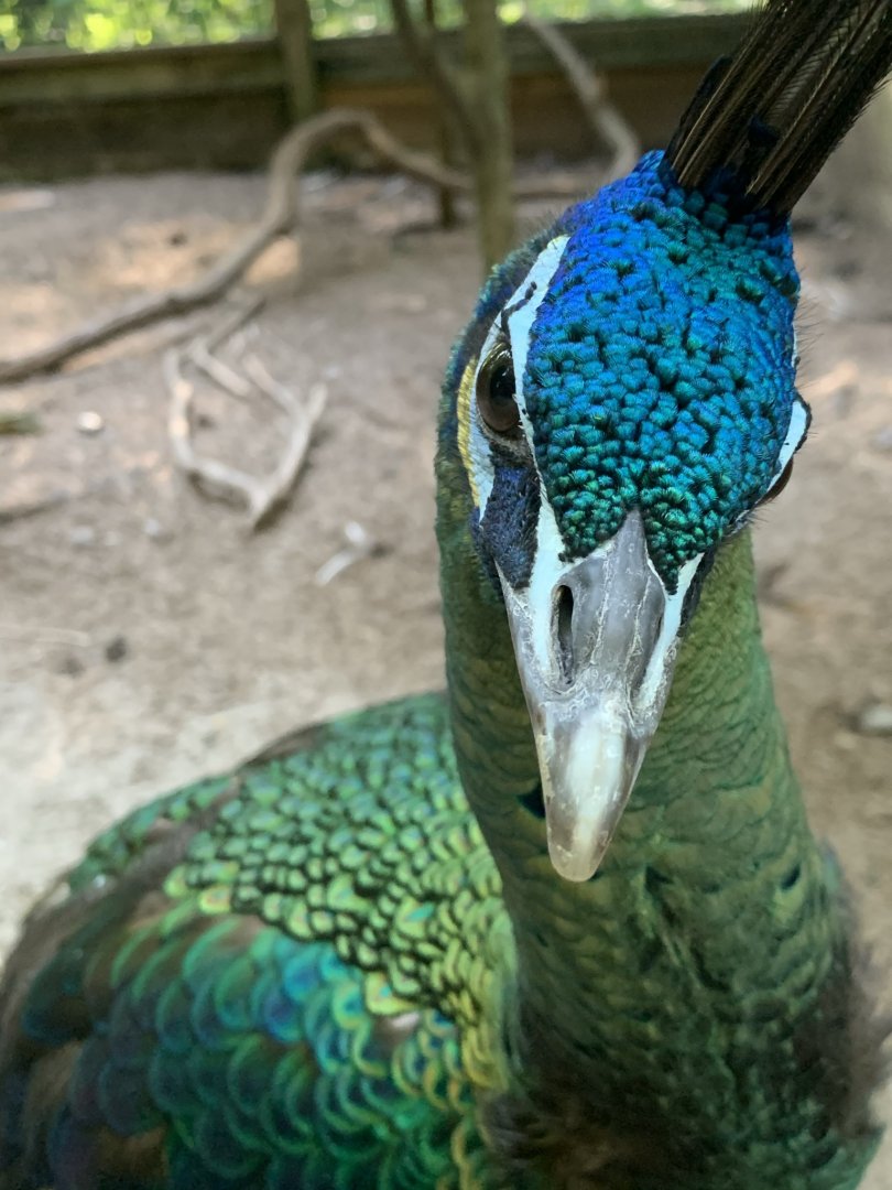 Green Peafowl (Pavo muticus)