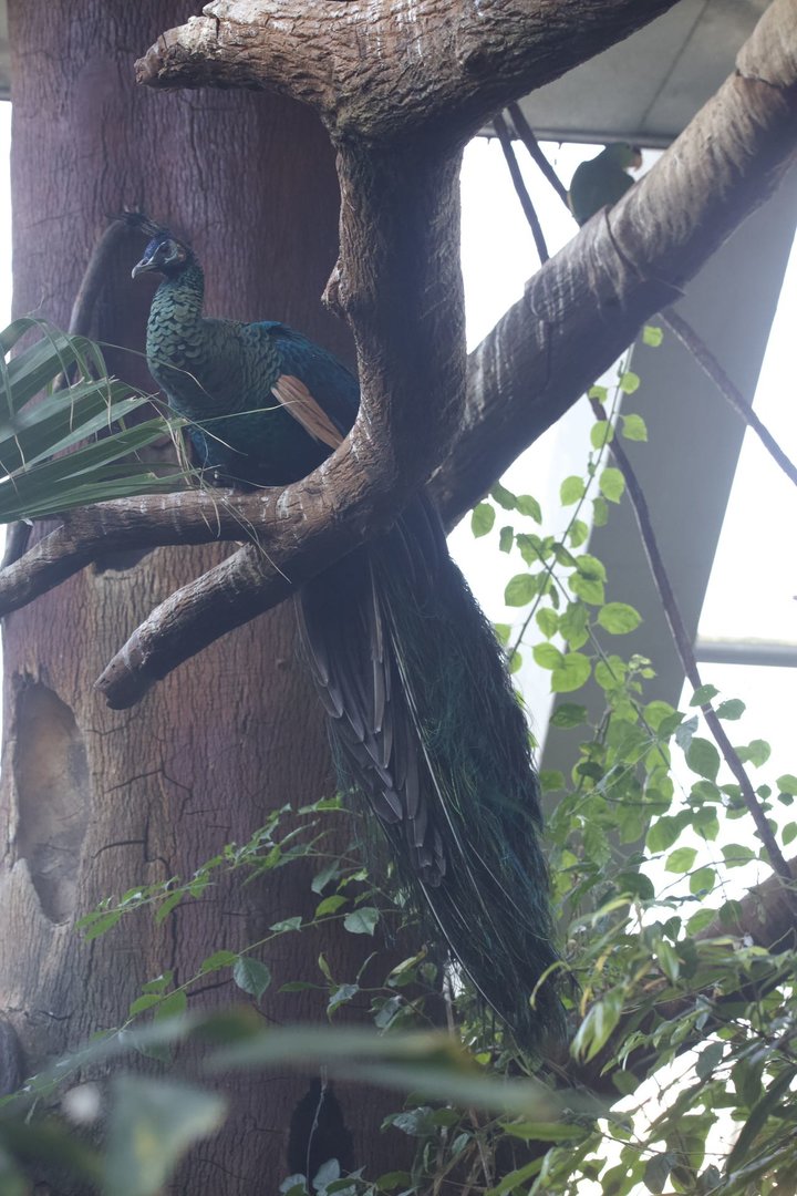 Green peafowl/ Pavo muticus