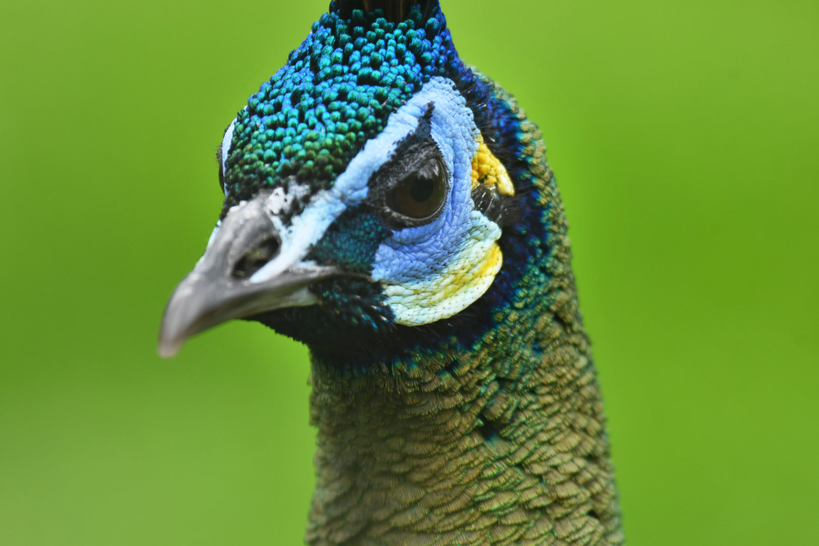 Green peafowl (Pavo muticus)
