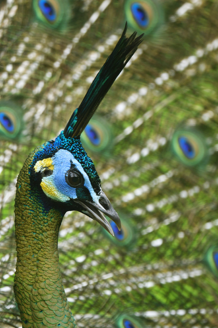 Green peafowl (Pavo muticus)