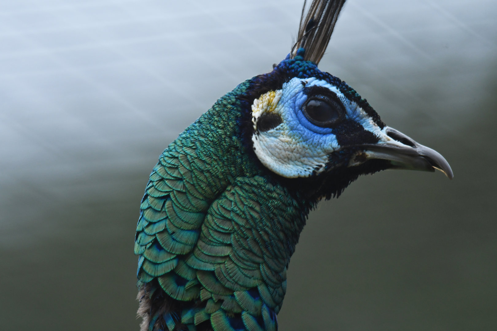 Green Peafowl Pavo muticus