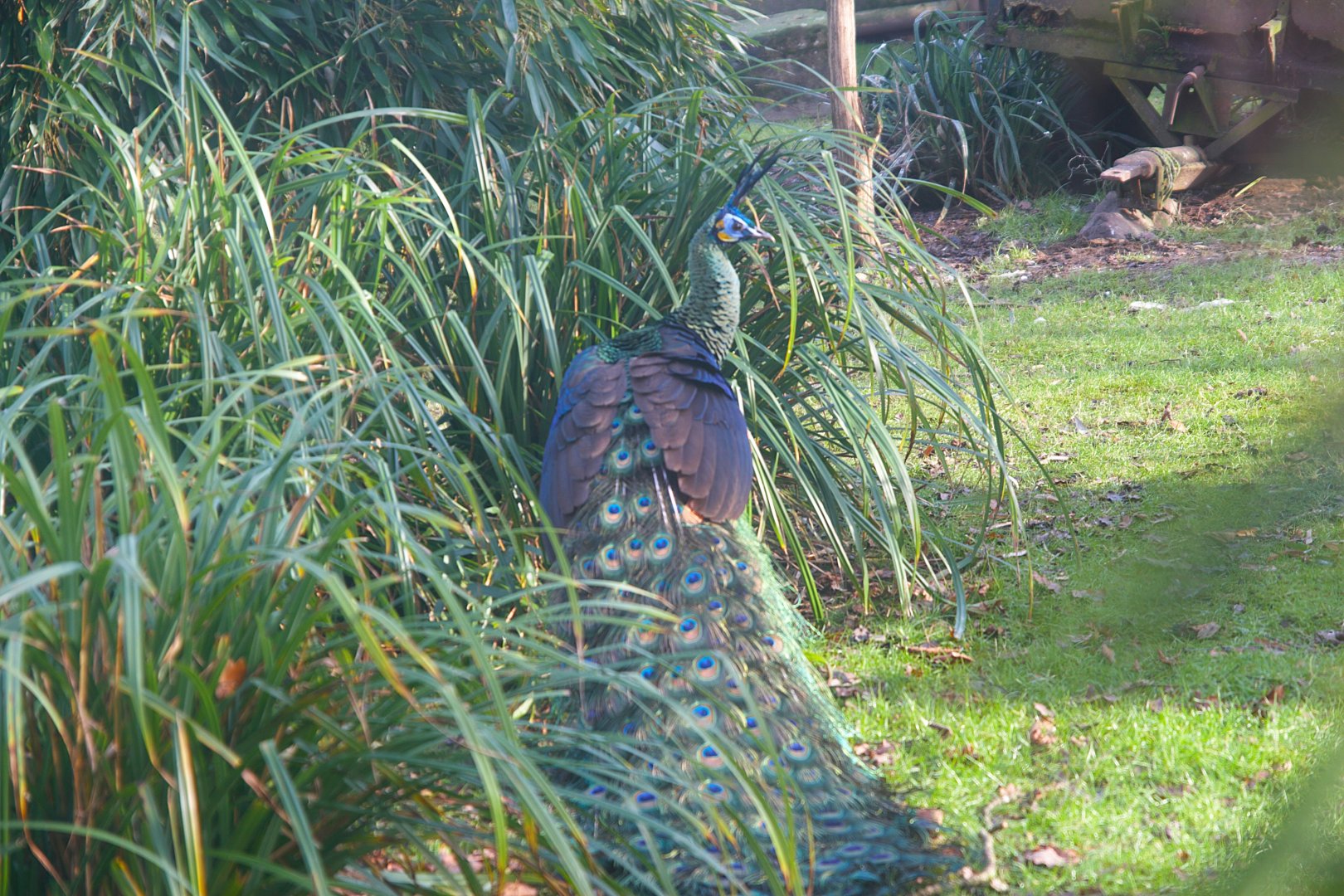 Green Peafowl (Pavo muticus)