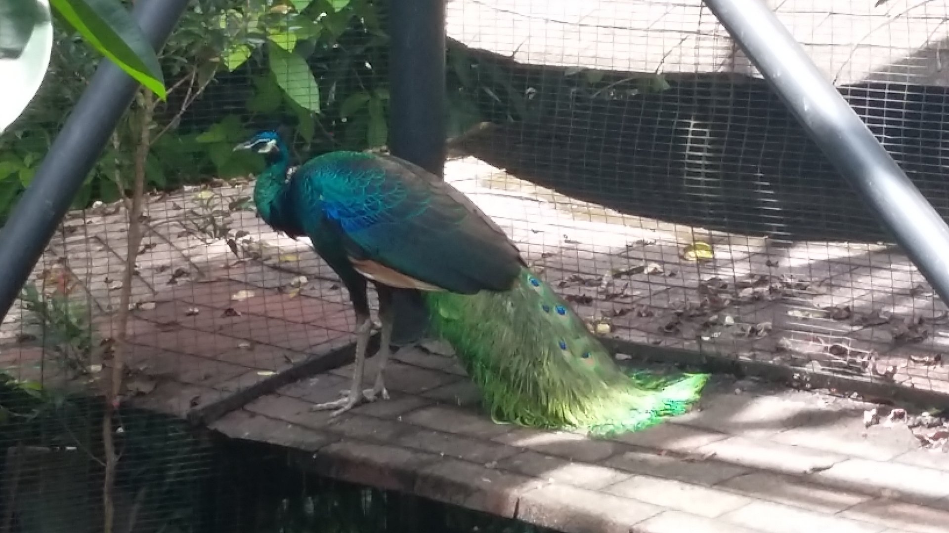 Green peafowl (Pavo muticus)
