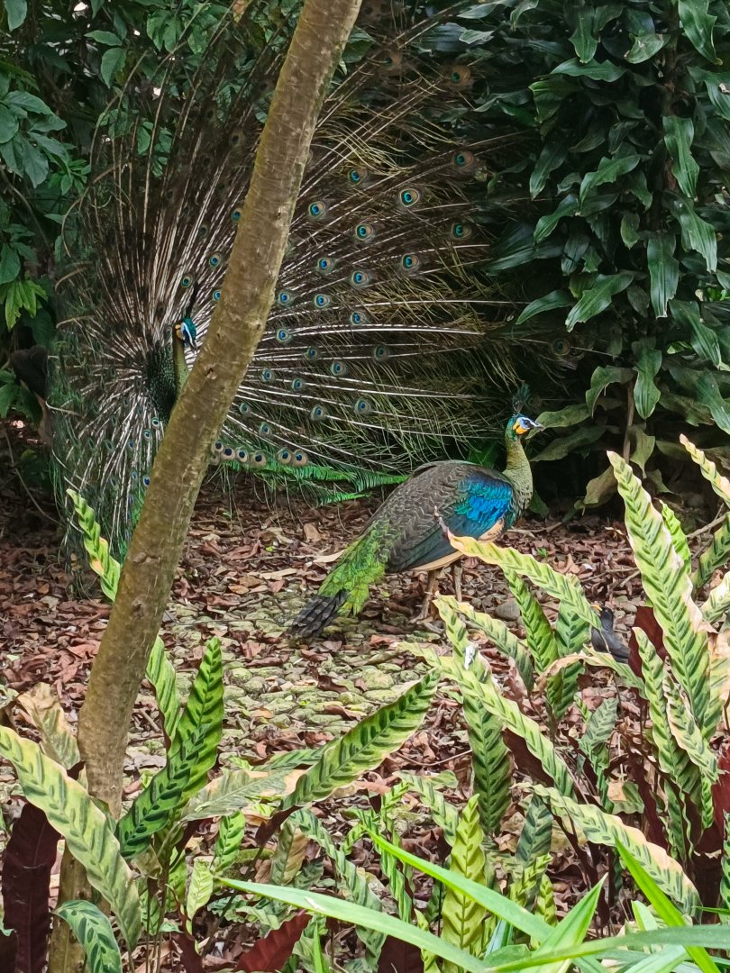 Green Peafowl (Pavo muticus)