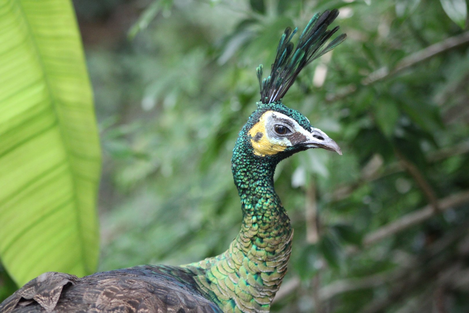 Green Peafowl (Pavo muticus)