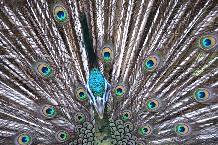 Green peafowl Portrait