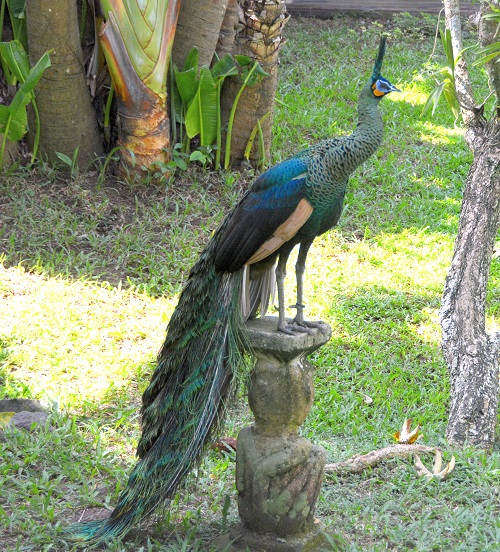 Green peafowl, posing.