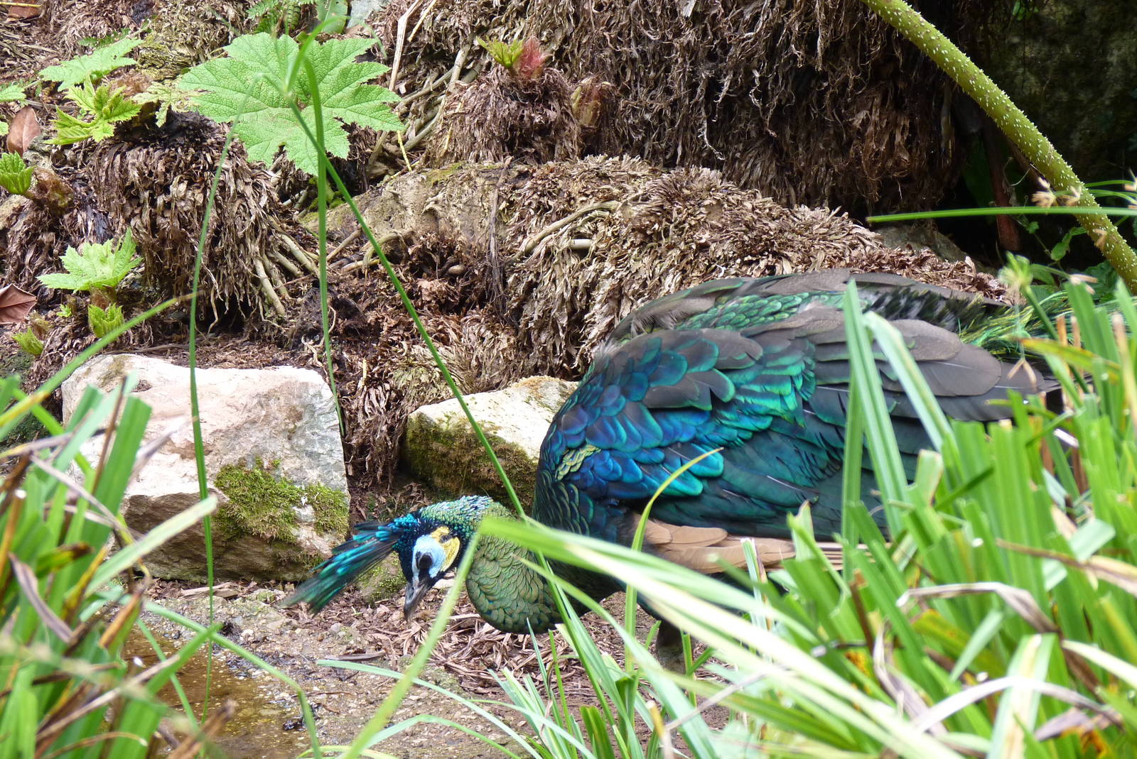Green Peafowl, September 2016