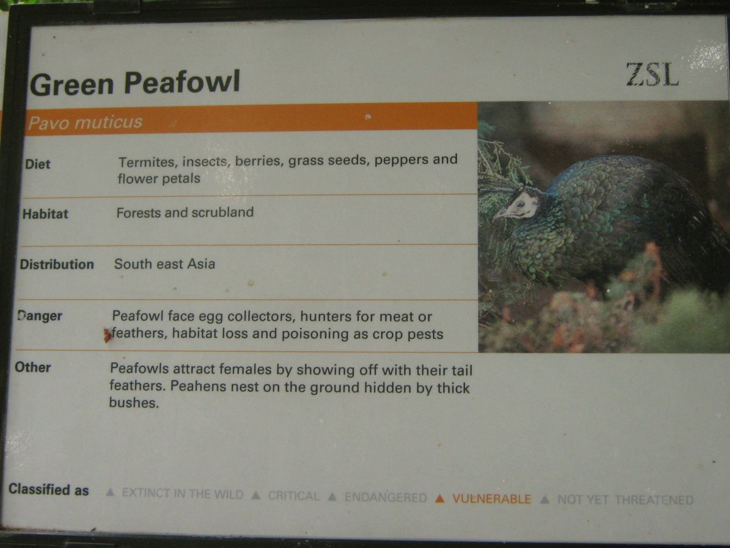 Green Peafowl Sign