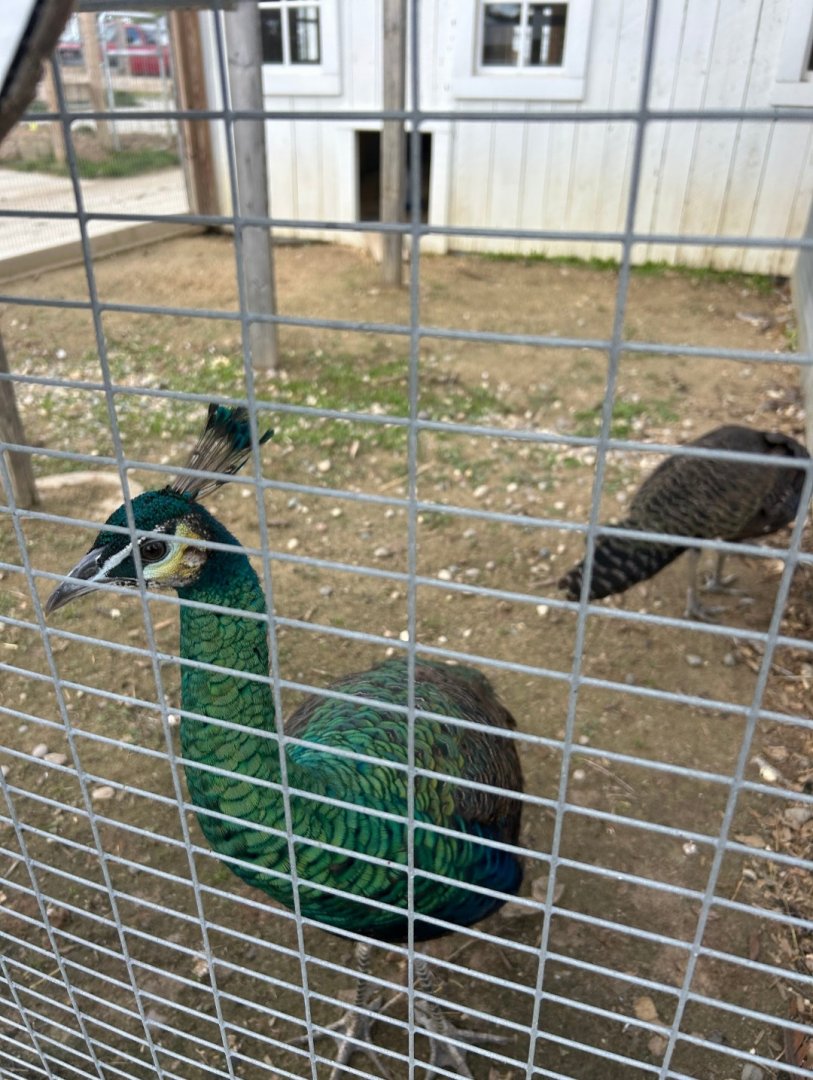 Green Peafowl (The Critter Barn, Zeeland, MI, 9/5/25)