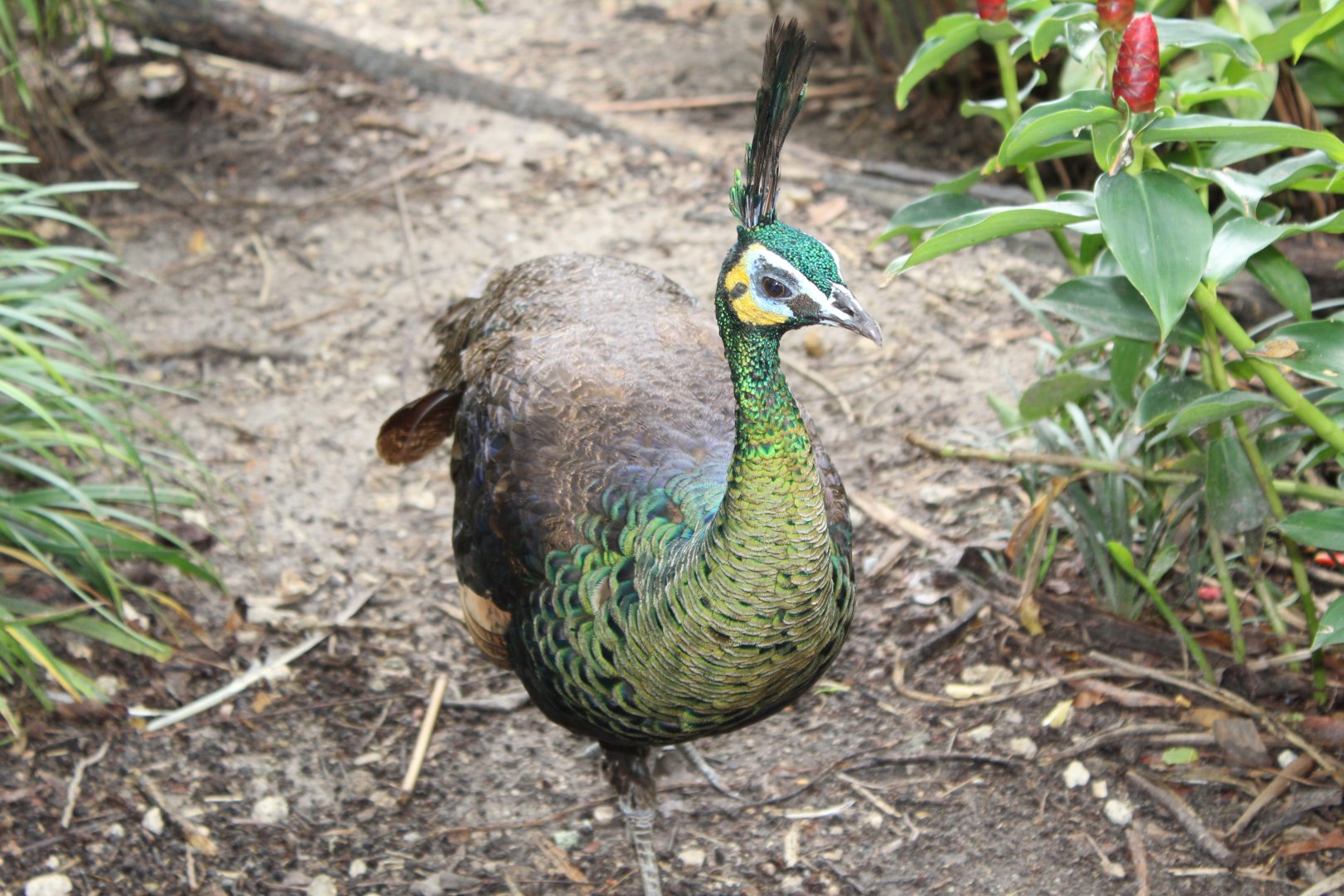 Green Peafowl Up-Close