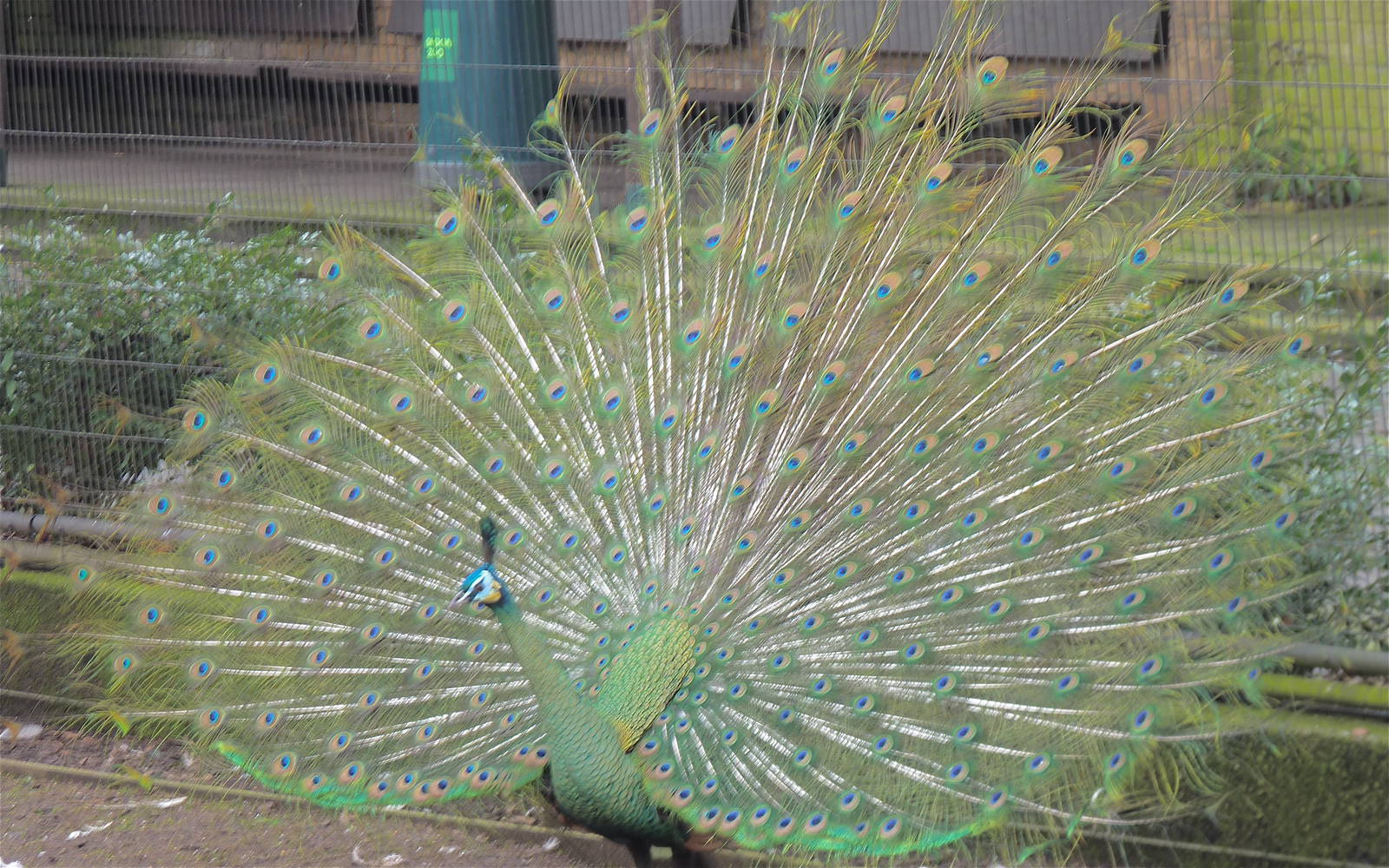 Green Peafowl