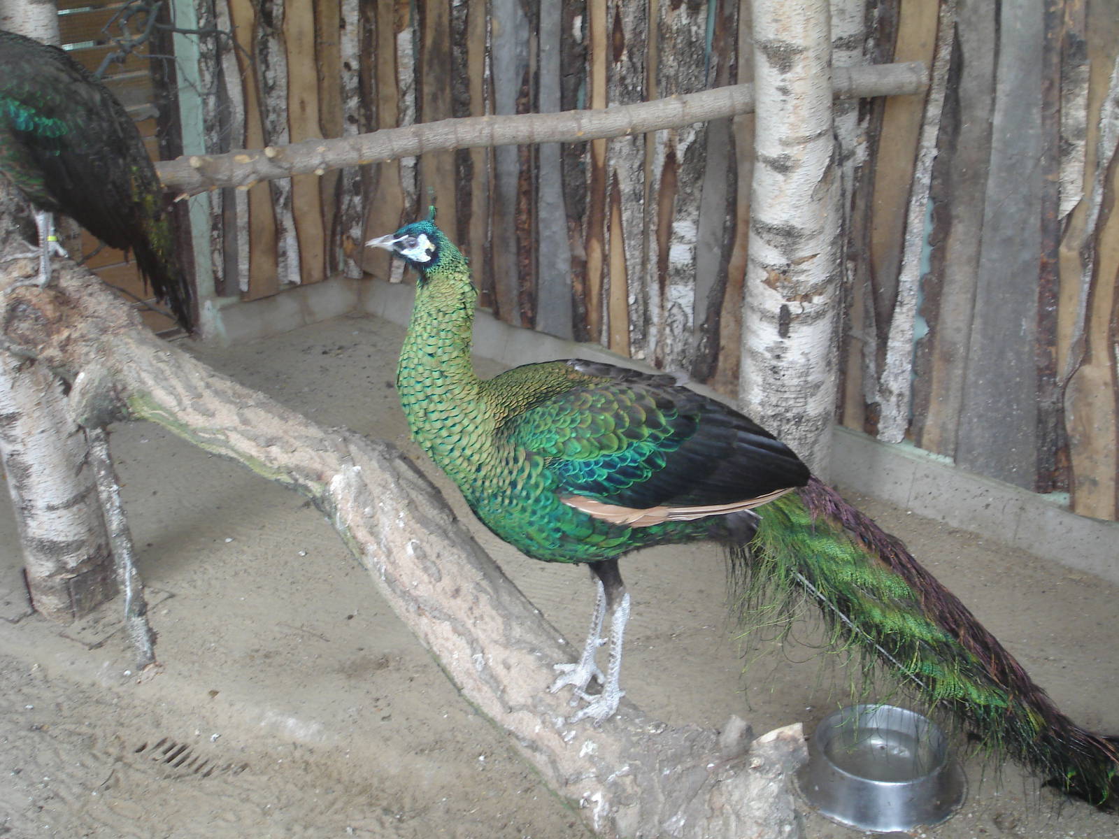 Green Peafowl