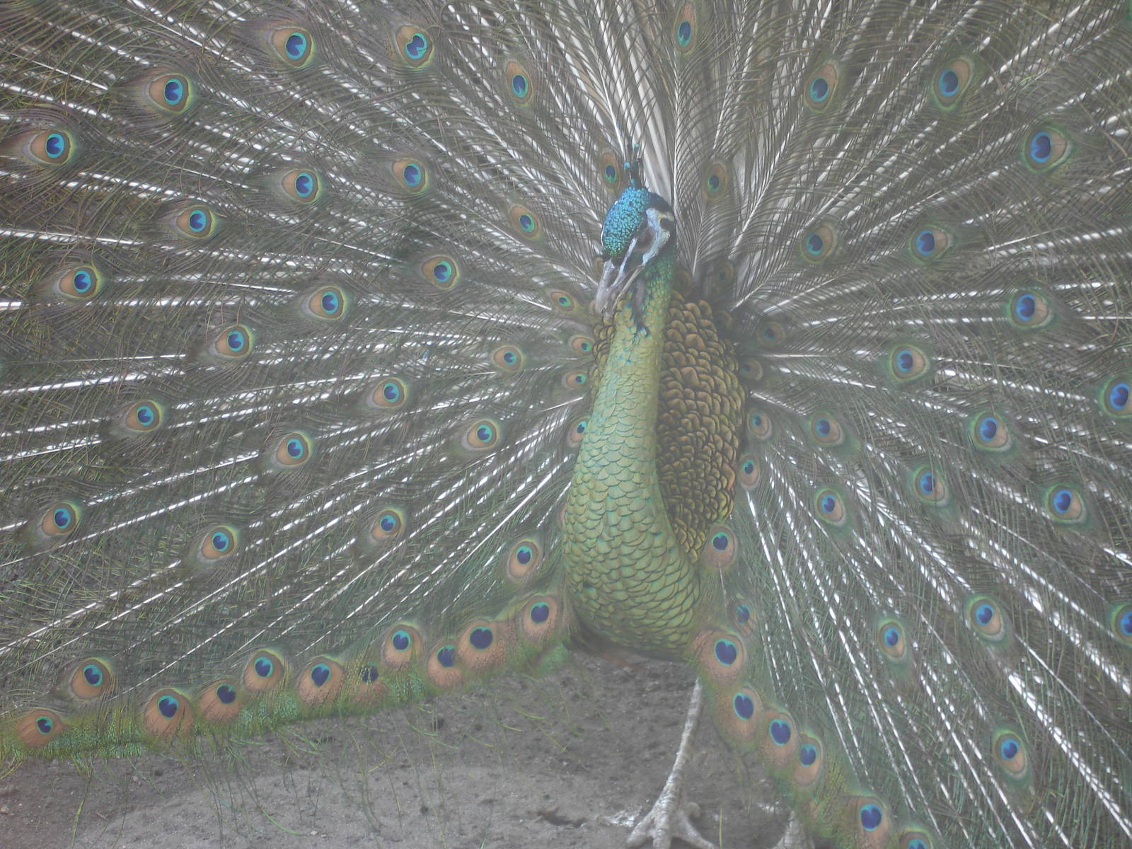 Green Peafowl