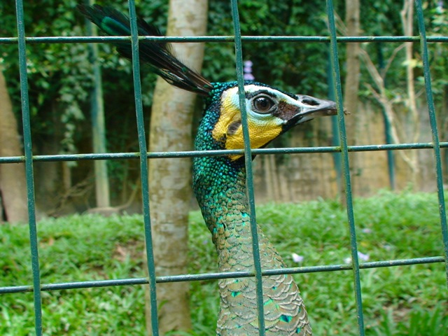 Green peafowl