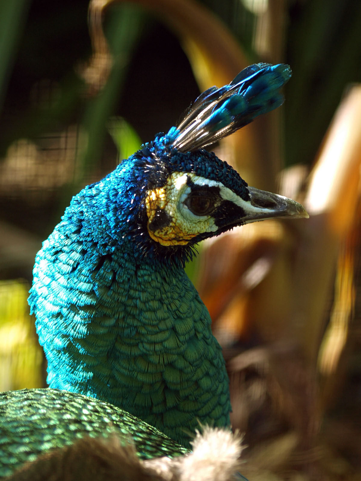 Green peafowl