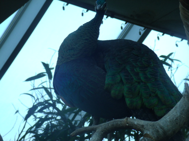 Green Peafowl