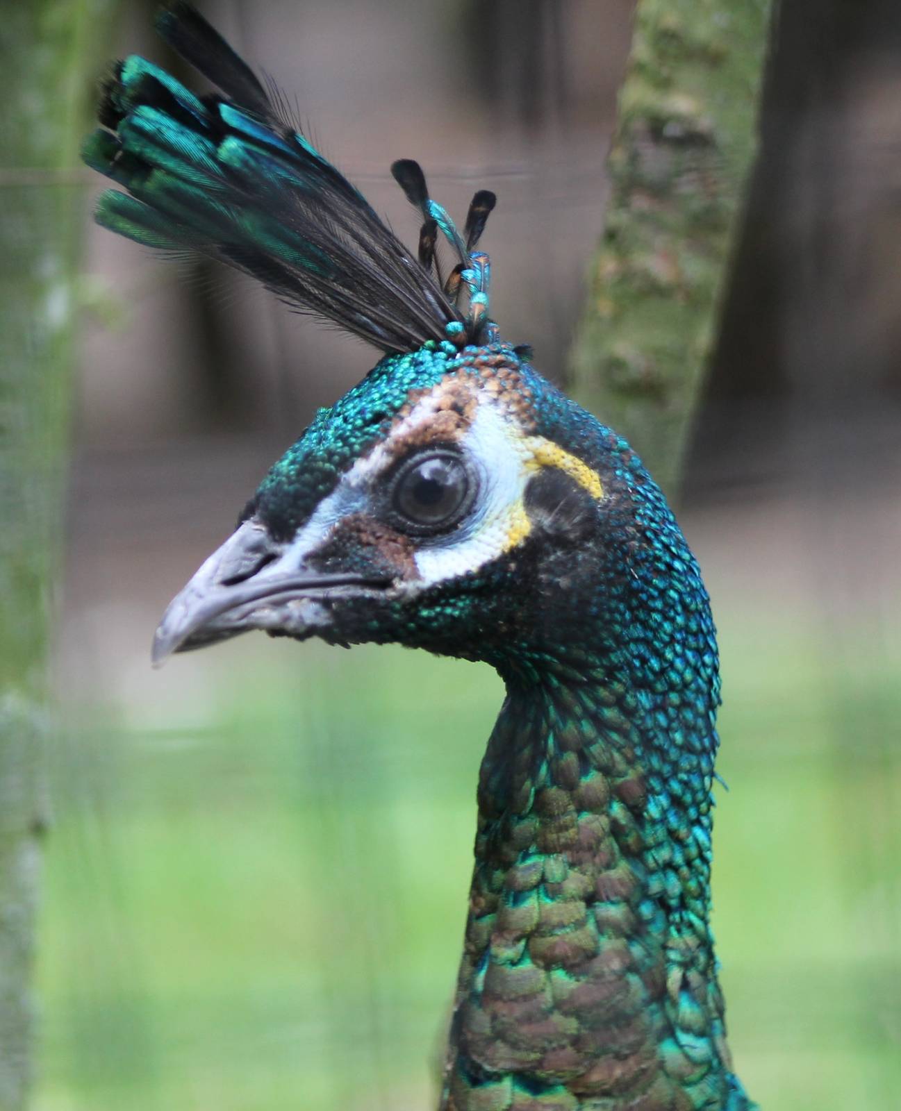 Green peafowl