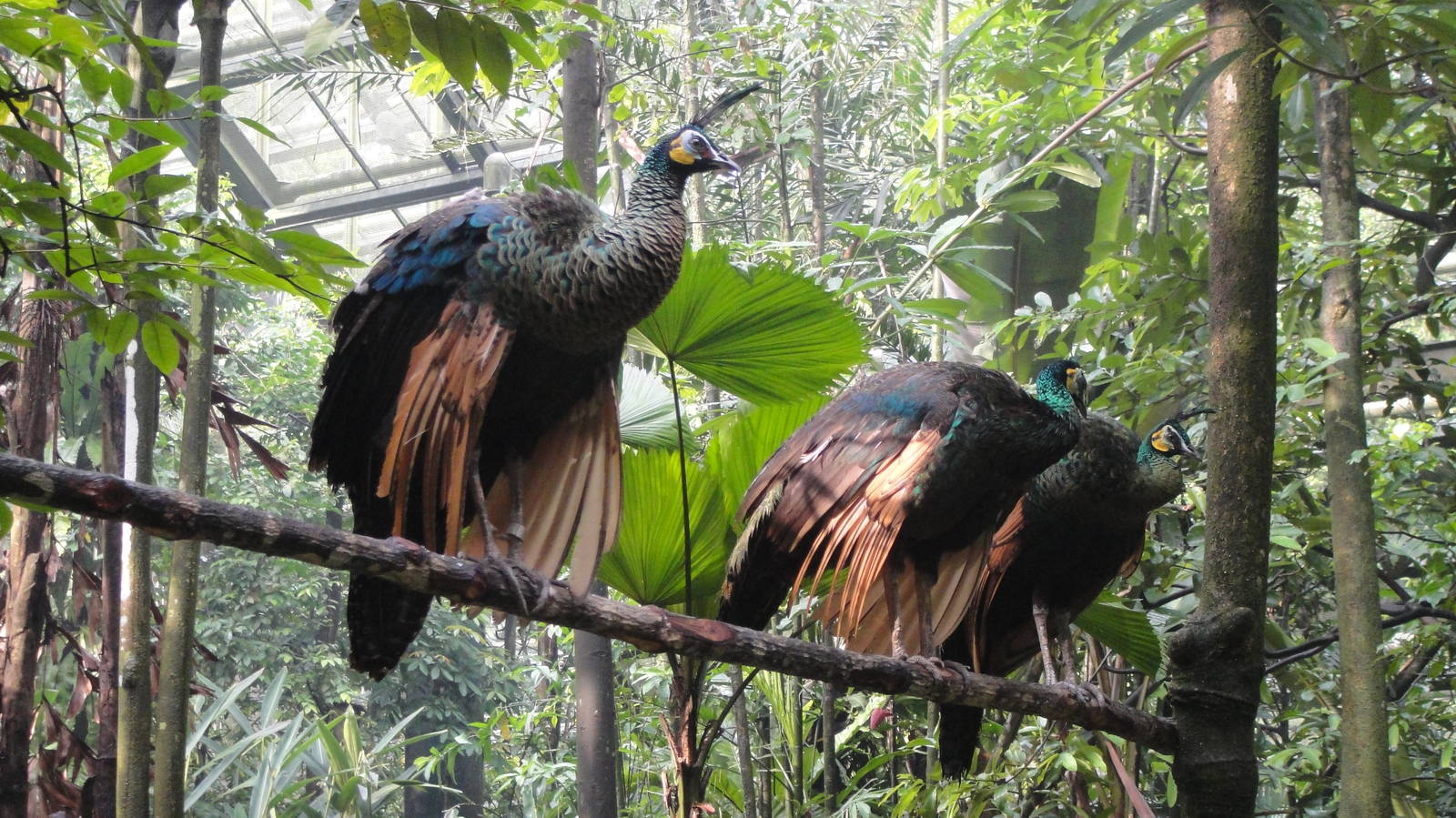 Green Peafowl