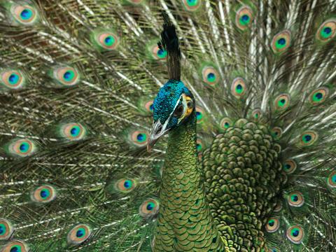 Green Peafowl