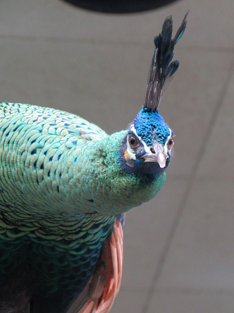 Green peafowl