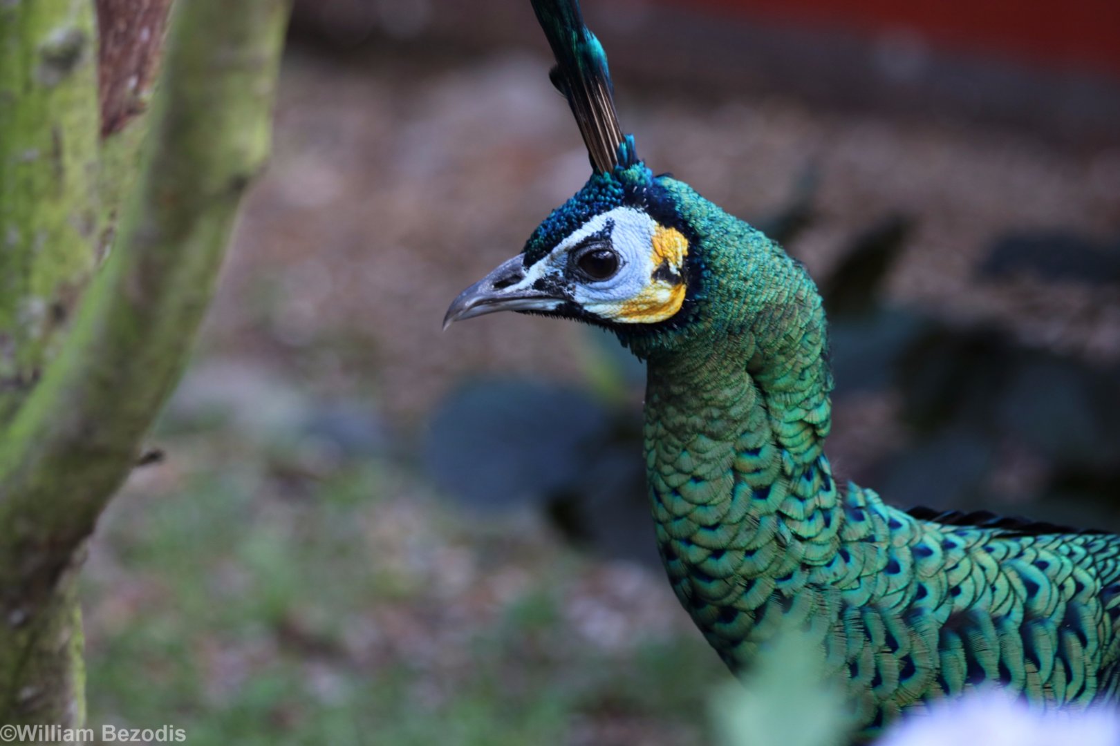Green Peafowl
