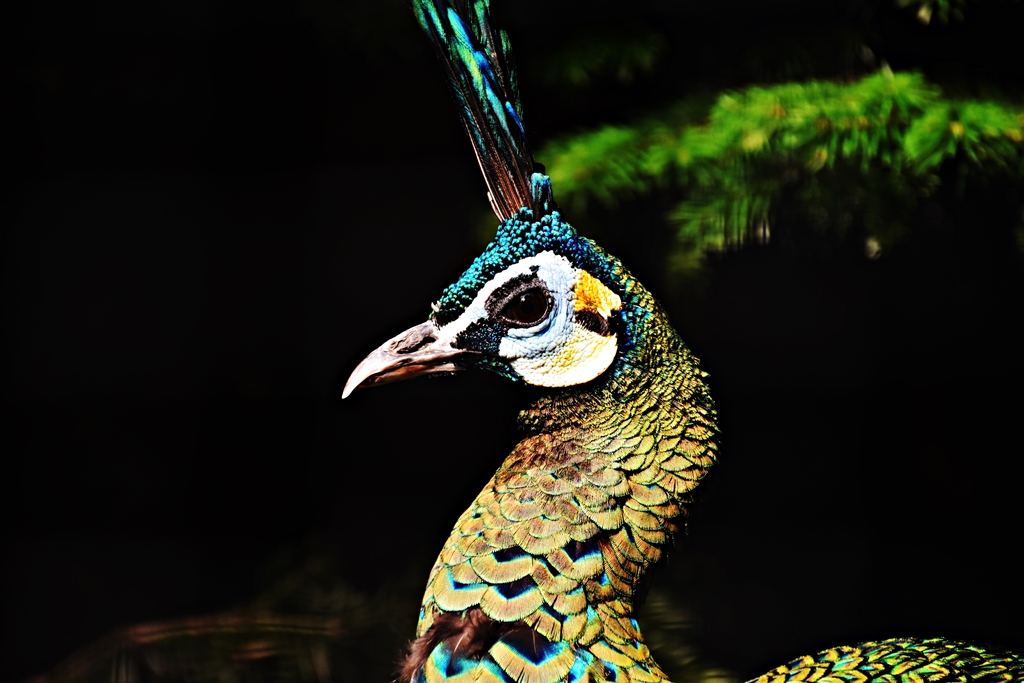 Green peafowl