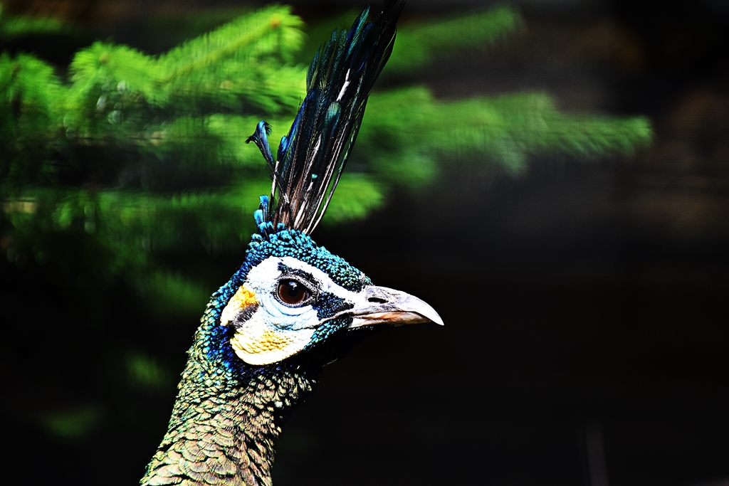 Green peafowl