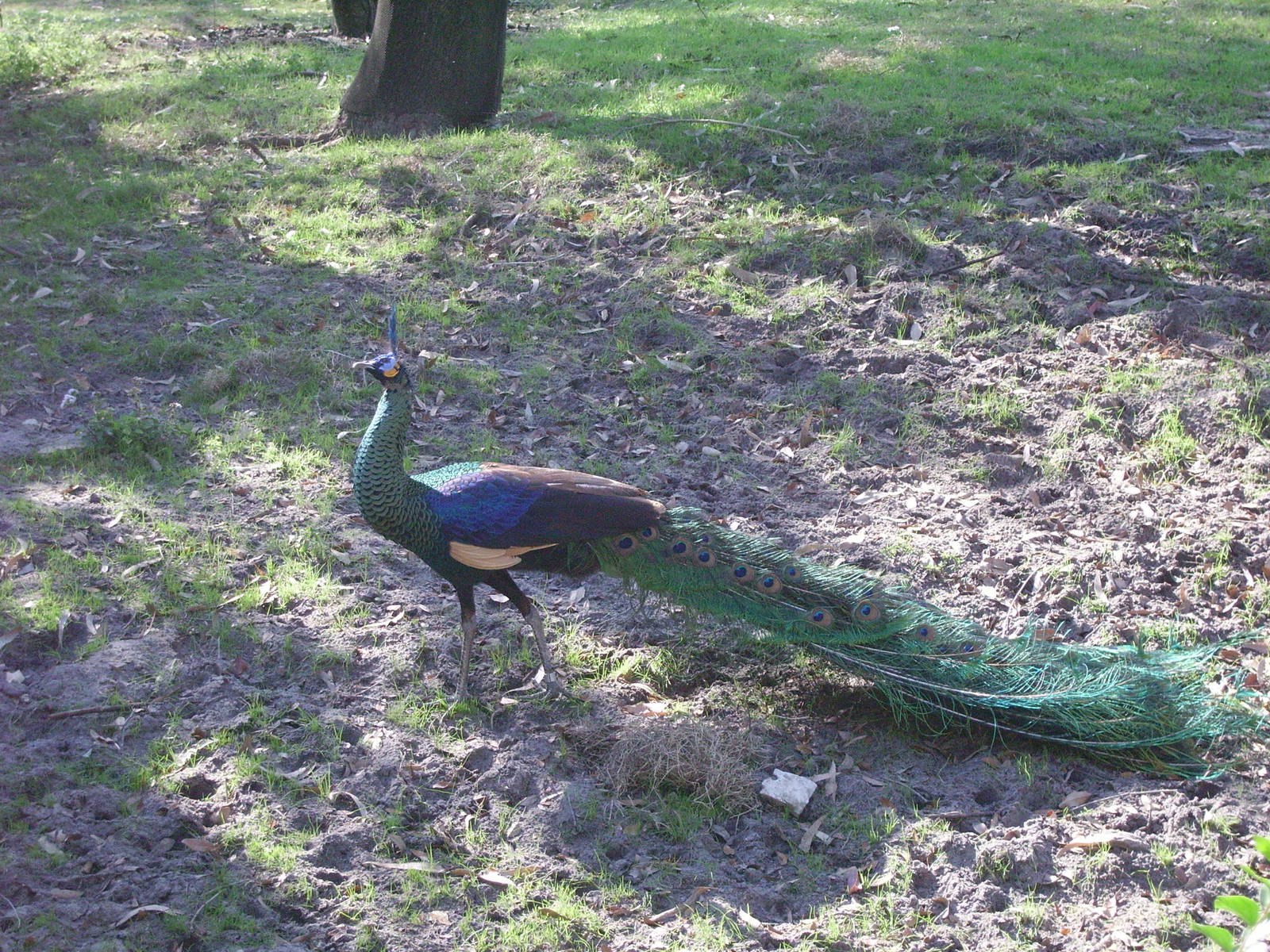 Green Peafowl